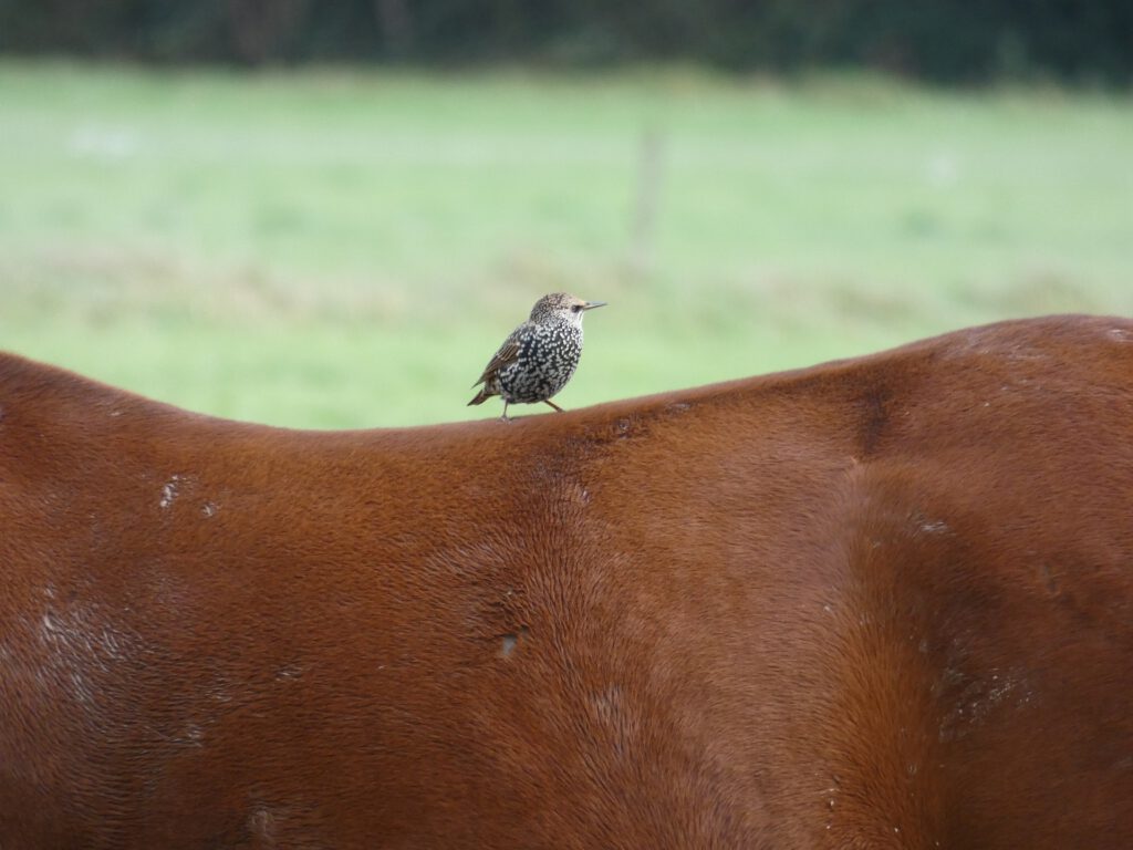 rugproblemen paard chiropractie paard